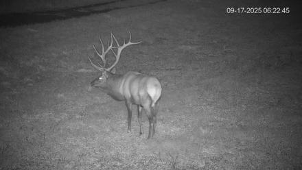 Pennsylvania Elk Live Webcam - Sep 17, 2025, 6:23am EDT