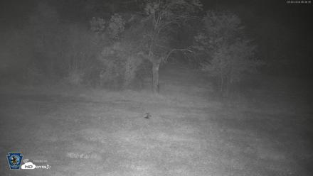 Pennsylvania Elk Live Webcam - Sep 30, 2026, 1:39am EDT