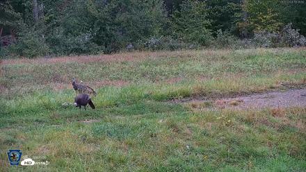 Pennsylvania Elk Live Webcam - Sep 30, 2026, 11:50am EDT