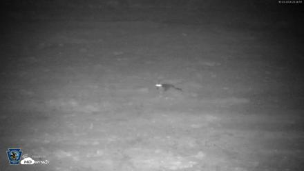 Pennsylvania Elk Live Webcam - Oct 3, 2026, 8:08pm EDT