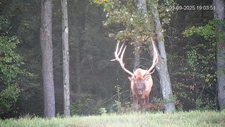 Pennsylvania Elk Live Webcam - Sep 9, 2025, 7:04pm EDT