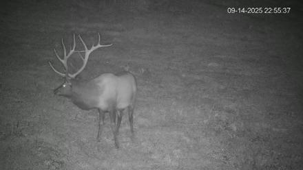 Pennsylvania Elk Live Webcam - Sep 14, 2025, 10:56pm EDT