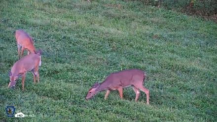 Pennsylvania Elk Live Webcam - Sep 4, 2026, 7:08pm EDT