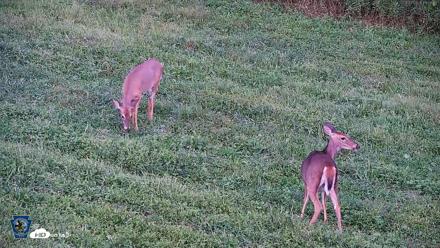 Pennsylvania Elk Live Webcam - Sep 4, 2026, 7:07pm EDT