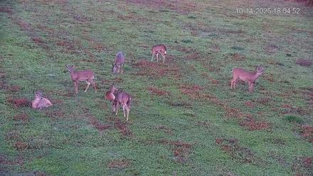 Pennsylvania Elk Live Webcam - Oct 14, 2025, 6:05pm EDT