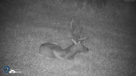 Pennsylvania Elk Live Webcam - Aug 11, 2026, 4:03am EDT