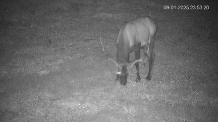 Pennsylvania Elk Live Webcam - Sep 1, 2025, 11:54pm EDT