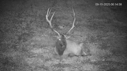 Pennsylvania Elk Live Webcam - Sep 10, 2025, 6:15am EDT
