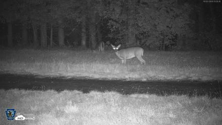 Pennsylvania Elk Live Webcam - Oct 2, 2026, 11:35pm EDT