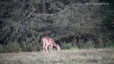 Pennsylvania Elk Live Webcam - Sep 11, 2025, 6:36am EDT