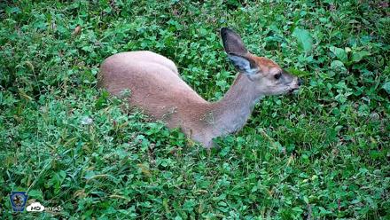 Pennsylvania Elk Live Webcam - Oct 2, 2026, 5:31pm EDT