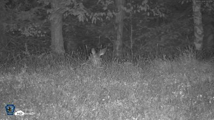 Pennsylvania Elk Live Webcam - Oct 3, 2026, 11:54pm EDT