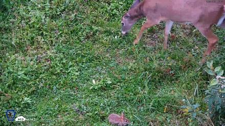 Pennsylvania Elk Live Webcam - Sep 29, 2026, 6:26pm EDT