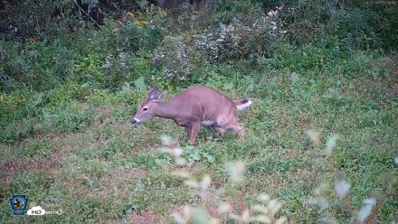 Pennsylvania Elk Live Webcam - Sep 28, 2026, 5:17pm EDT