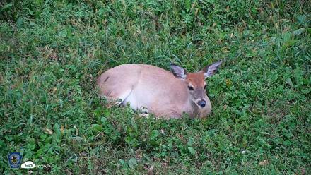 Pennsylvania Elk Live Webcam - Oct 1, 2026, 6:05pm EDT