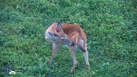 Pennsylvania Elk Live Webcam - Sep 6, 2026, 7:15am EDT