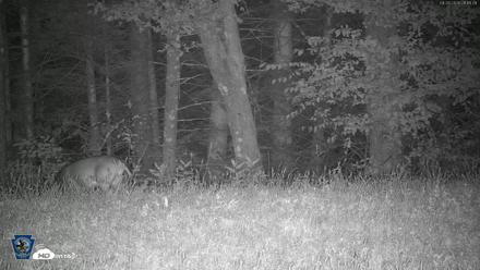 Pennsylvania Elk Live Webcam - Sep 29, 2026, 9:12pm EDT