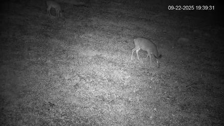 Pennsylvania Elk Live Webcam - Sep 22, 2025, 7:40pm EDT