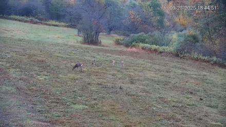 Pennsylvania Elk Live Webcam - Sep 23, 2025, 6:45pm EDT