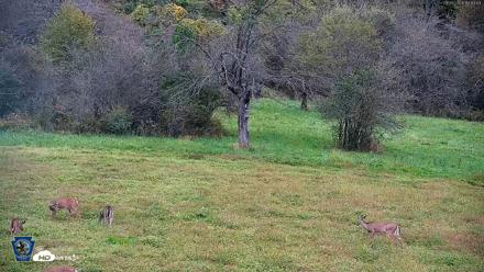 Pennsylvania Elk Live Webcam - Sep 28, 2026, 6:15pm EDT