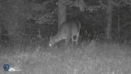 Pennsylvania Elk Live Webcam - Oct 2, 2026, 7:47pm EDT