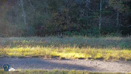 Pennsylvania Elk Live Webcam - Oct 3, 2026, 5:07pm EDT