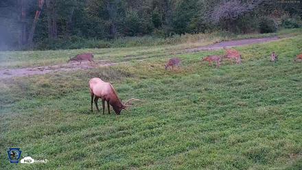 Pennsylvania Elk Live Webcam - Sep 8, 2026, 7:21pm EDT