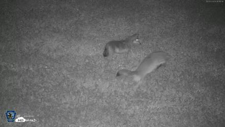 Pennsylvania Elk Live Webcam - Oct 3, 2026, 1:19am EDT
