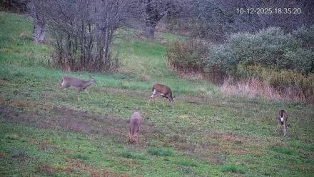 Pennsylvania Elk Live Webcam - Oct 12, 2025, 6:36pm EDT