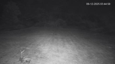 Pennsylvania Elk Live Webcam - Sep 12, 2025, 3:45am EDT