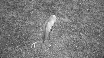 Pennsylvania Elk Live Webcam - Sep 19, 2025, 6:39am EDT