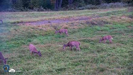Pennsylvania Elk Live Webcam - Sep 28, 2026, 6:31pm EDT