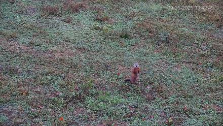 Pennsylvania Elk Live Webcam - Sep 25, 2025, 1:43pm EDT