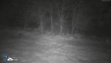 Pennsylvania Elk Live Webcam - Oct 1, 2026, 5:22am EDT