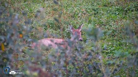 Pennsylvania Elk Live Webcam - Oct 1, 2026, 6:23pm EDT