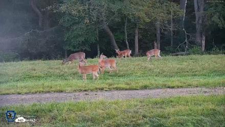Pennsylvania Elk Live Webcam - Sep 5, 2026, 7:25pm EDT