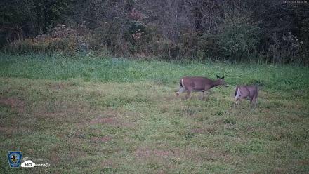 Pennsylvania Elk Live Webcam - Sep 28, 2026, 7:04pm EDT