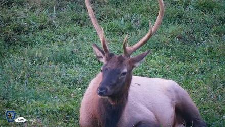 Pennsylvania Elk Live Webcam - Sep 8, 2026, 7:37pm EDT