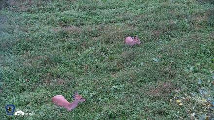 Pennsylvania Elk Live Webcam - Oct 2, 2026, 5:46pm EDT