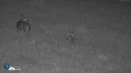 Pennsylvania Elk Live Webcam - Sep 28, 2026, 7:39pm EDT