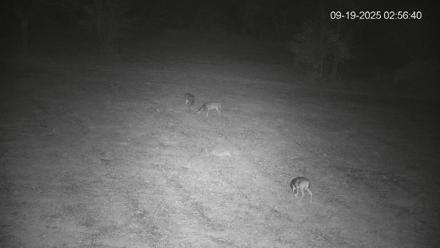 Pennsylvania Elk Live Webcam - Sep 19, 2025, 2:57am EDT