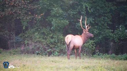 Pennsylvania Elk Live Webcam - Sep 9, 2026, 7:04pm EDT