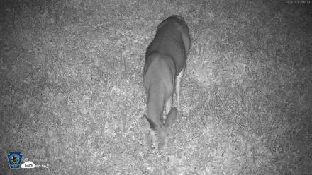Pennsylvania Elk Live Webcam - Sep 28, 2026, 4:16am EDT