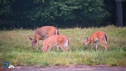 Pennsylvania Elk Live Webcam - Sep 8, 2026, 7:27pm EDT