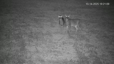 Pennsylvania Elk Live Webcam - Oct 14, 2025, 7:22pm EDT