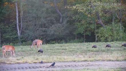 Pennsylvania Elk Live Webcam - Sep 9, 2025, 6:56pm EDT