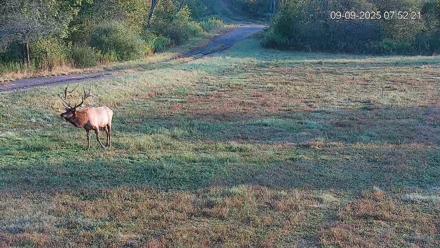 Pennsylvania Elk Live Webcam - Sep 9, 2025, 7:53am EDT