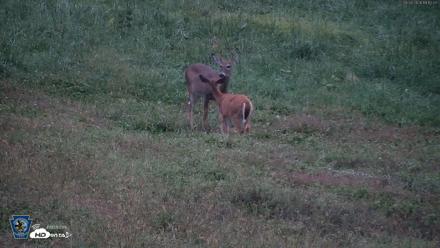 Pennsylvania Elk Live Webcam - Sep 28, 2026, 7:13pm EDT