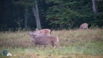 Pennsylvania Elk Live Webcam - Sep 27, 2026, 6:54pm EDT