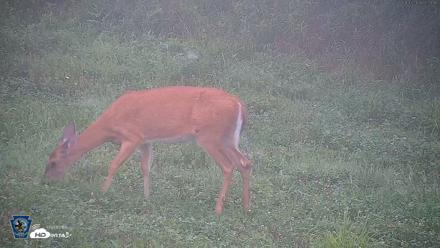 Pennsylvania Elk Live Webcam - Aug 7, 2026, 7:55am EDT
